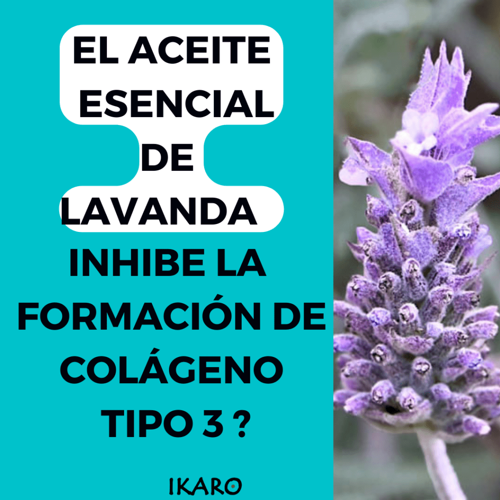 ¿EL ACEITE ESENCIAL DE LAVANDA INHIBE LA FORMACIÓN DE COLÁGENO TIPO 3?-ikaro.pe