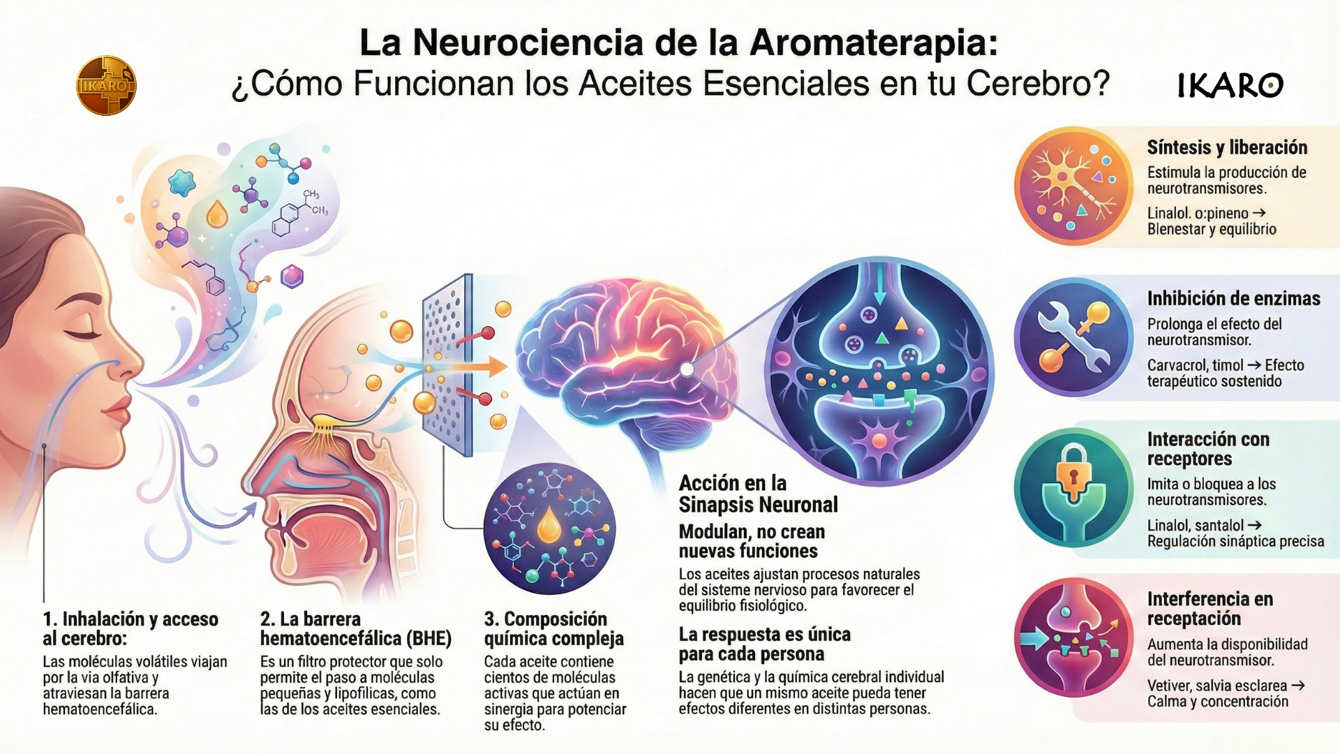 Neurociencia de la aromaterapia: acción de los aceites esenciales en la sinapsis neuronal y procesos del cerebro