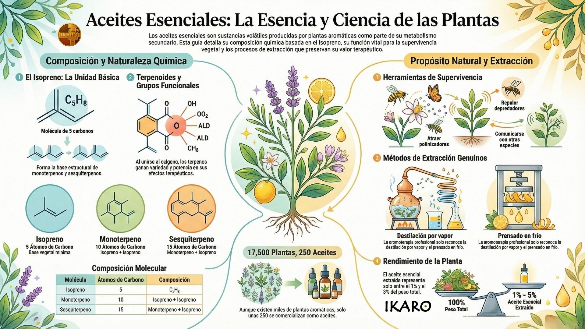 Infografía: composición y naturaleza química de los aceites esenciales (isopreno, monoterpenos, sesquiterpenos), propósito natural y métodos de extracción como destilación por vapor y prensado en frío